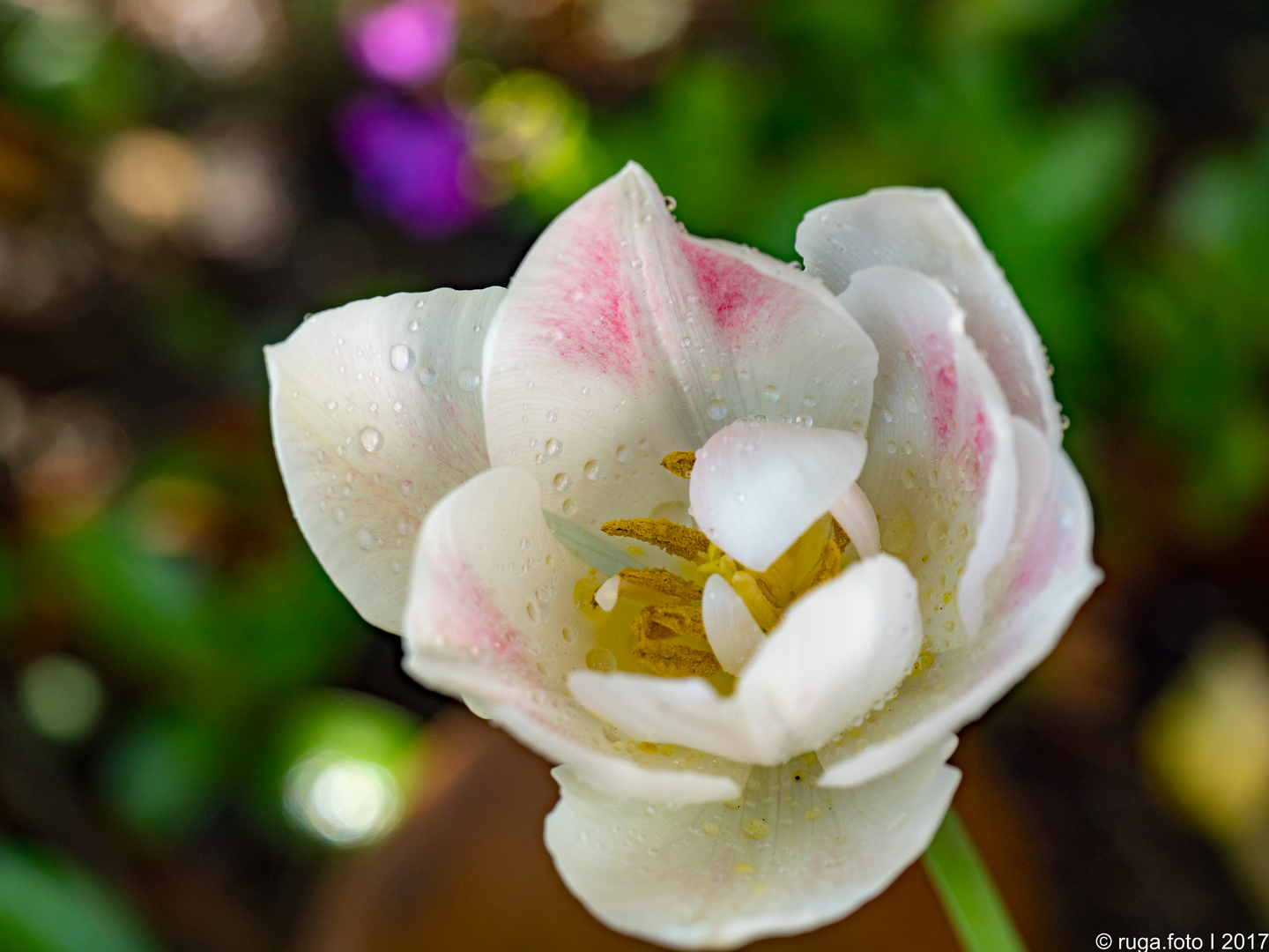 Tulpen aus Amsterdam