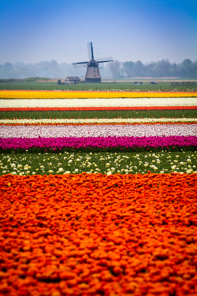 Tulpen aus Amsterdam