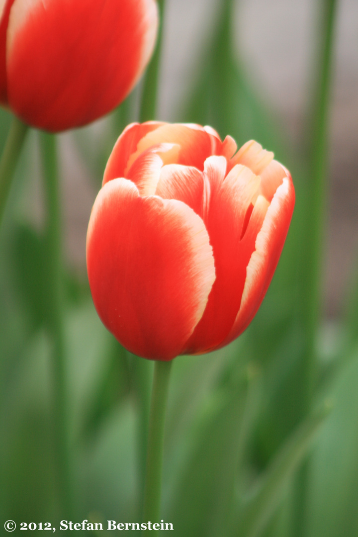 Tulpen aus Amsterdam