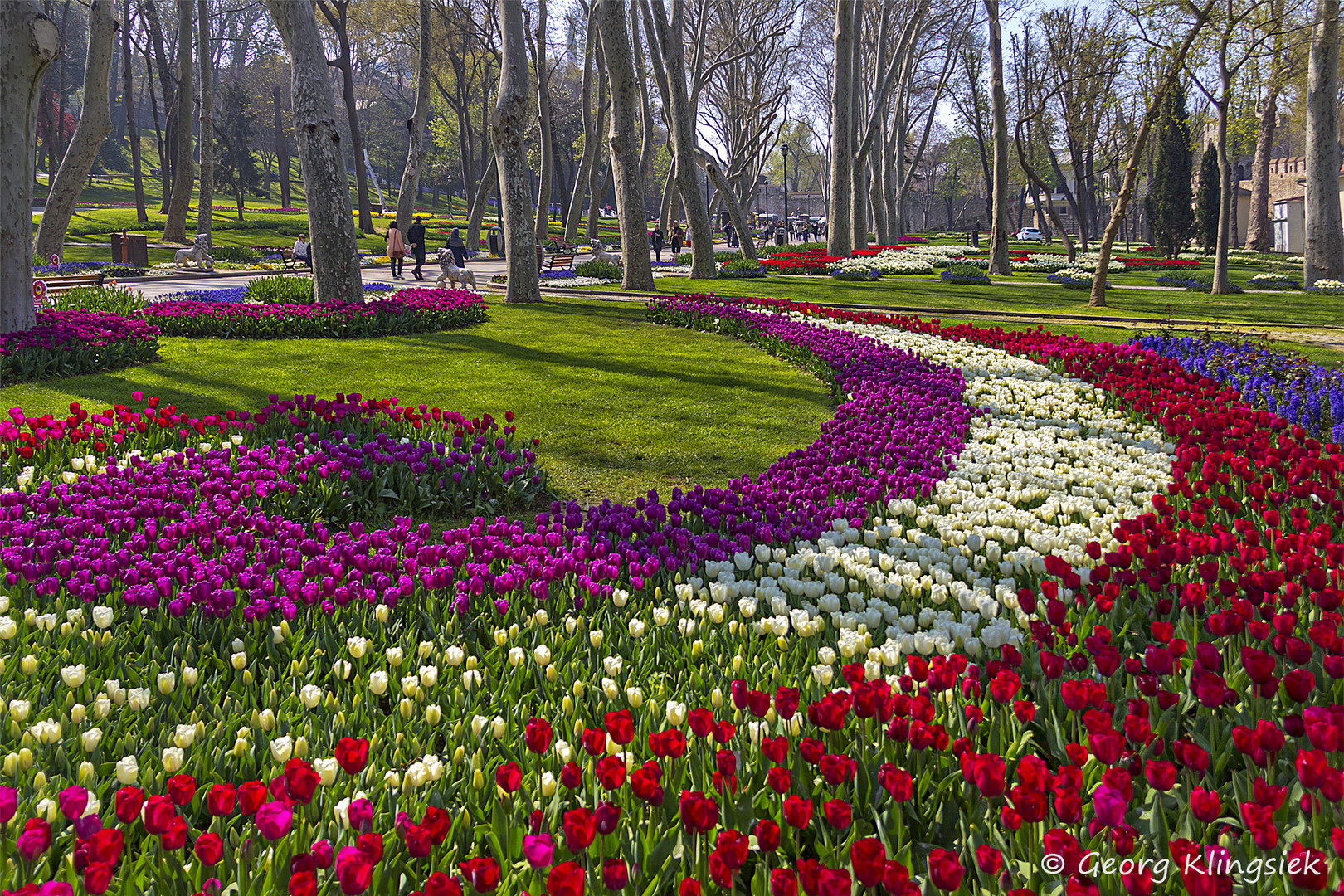 Tulpen aus Amsterdam … 