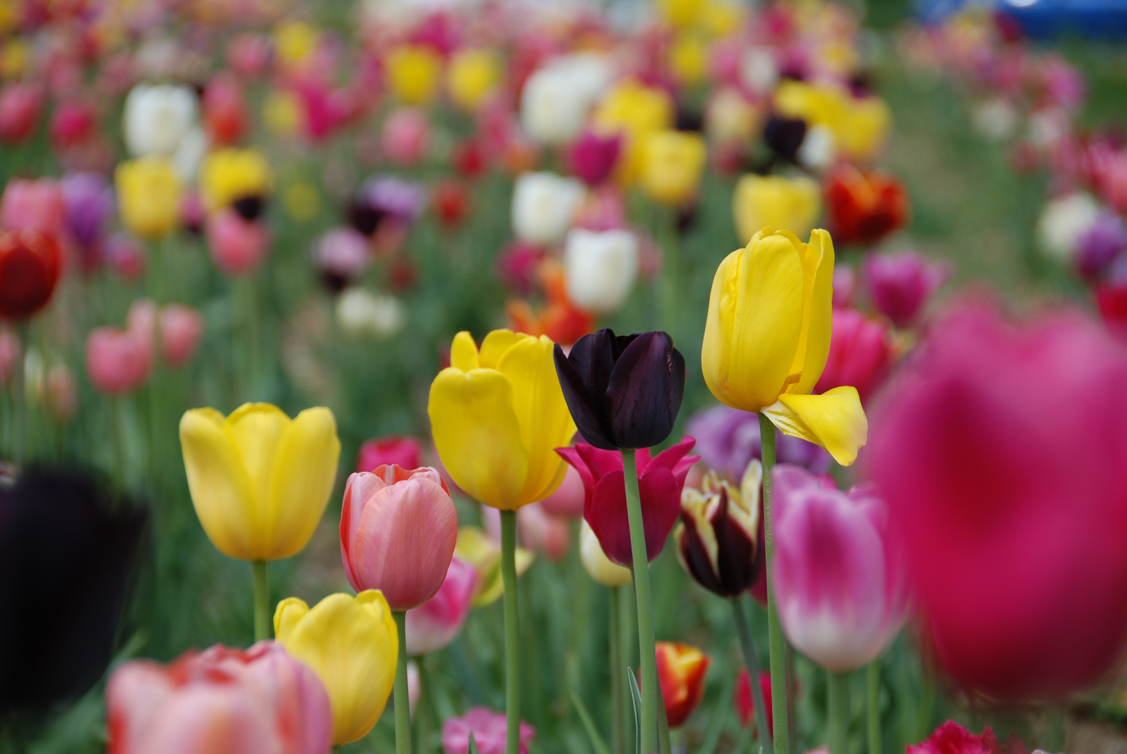 Tulpen aus Amsterdam