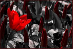 Tulpen aus Amsterdam