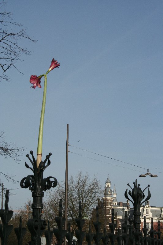 tulpen aus amsterdam?