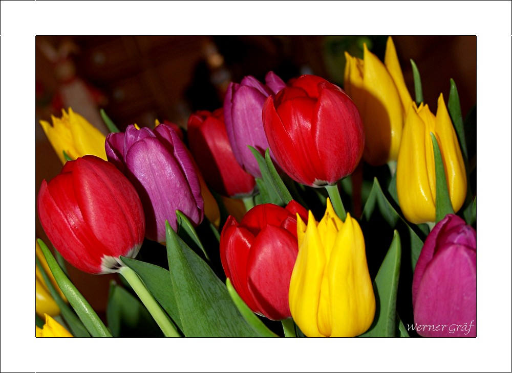 Tulpen aus Amsterdam Foto & Bild pflanzen, pilze & flechten, blüten