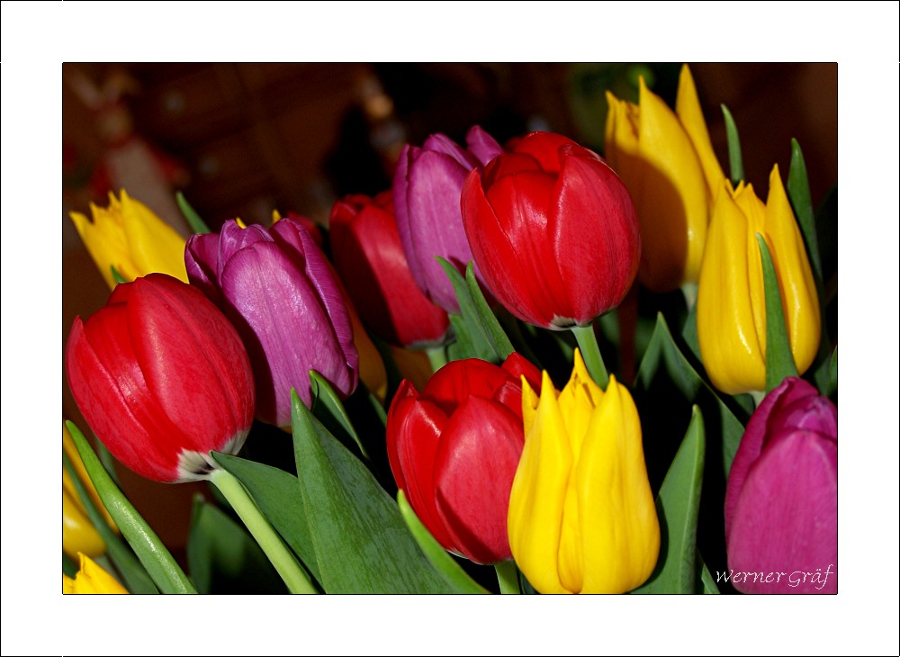 Tulpen aus Amsterdam