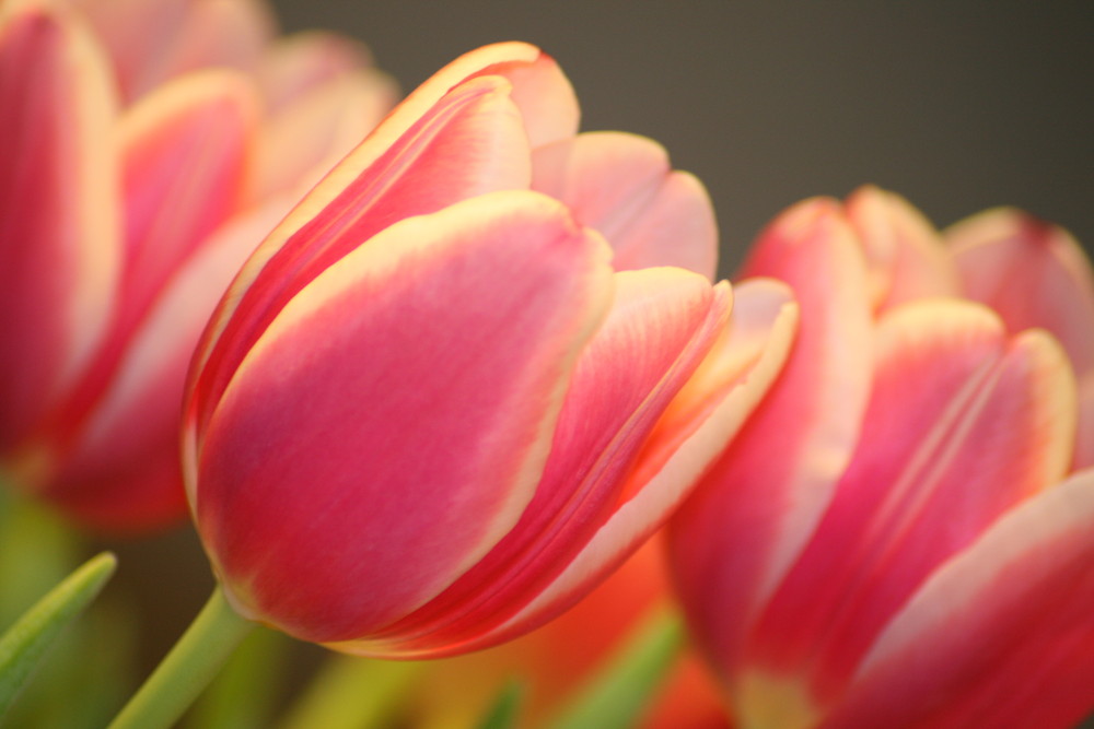 Tulpen aus Amsterdam?