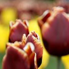 Tulpen aus Amsterdam