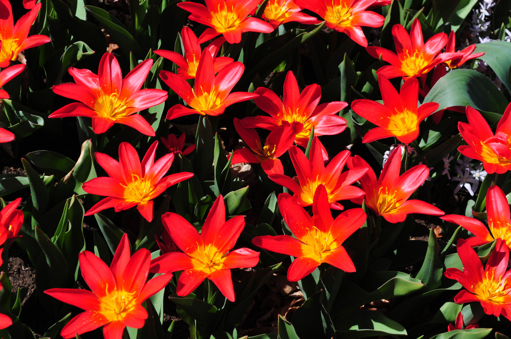 Tulpen aus Amsterdam