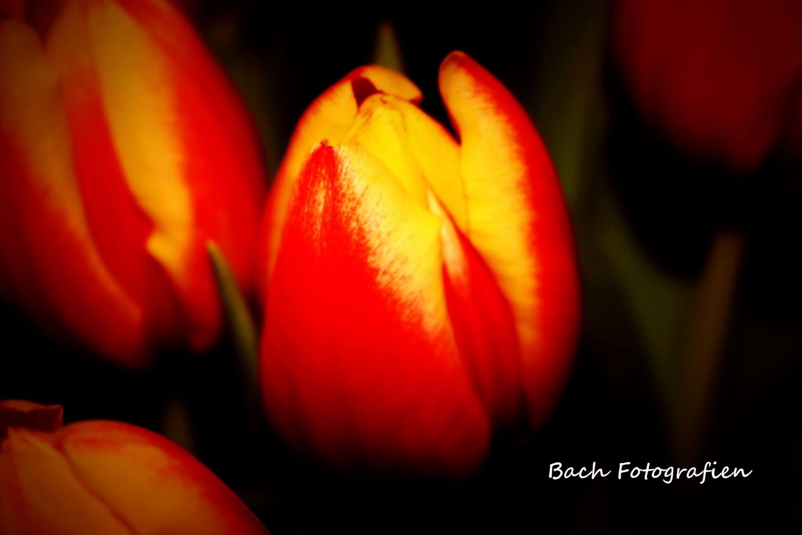 Tulpen aus Amsterdam