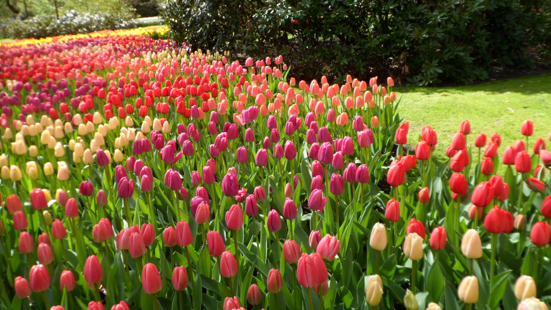 Tulpen aus Amsterdam