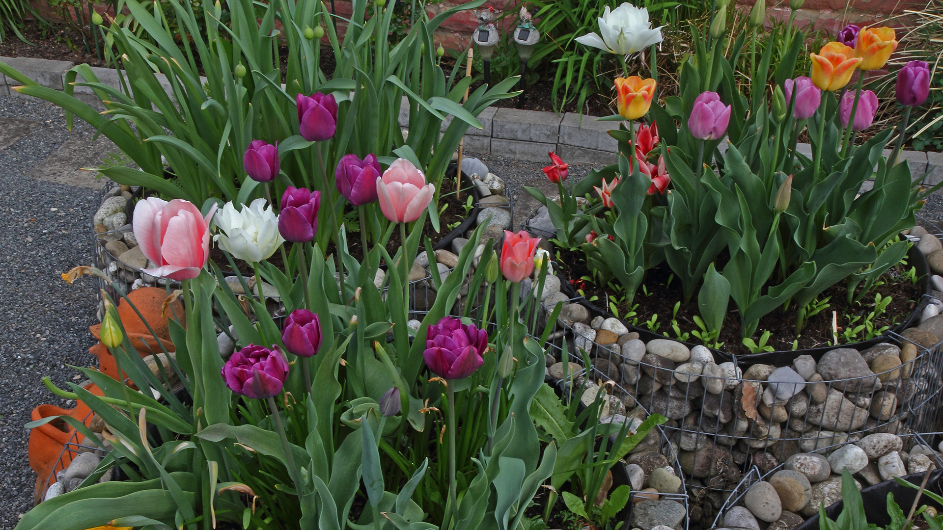 Tulpen aus Amsterdam sind es nicht aber ein Frühlingsgruß aus dem Garten...