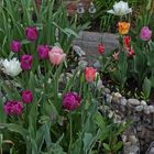 Tulpen aus Amsterdam sind es nicht aber ein Frühlingsgruß aus dem Garten...