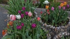 Tulpen aus Amsterdam sind es nicht aber ein Frühlingsgruß aus dem Garten...