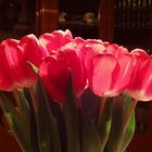 Tulpen aus Amsterdam_DSCI3987