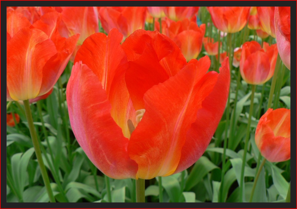 Tulpen aus Amsterdan...