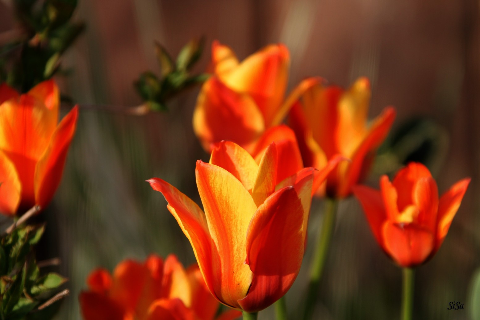 Tulpen aus........