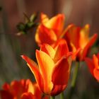 Tulpen aus........