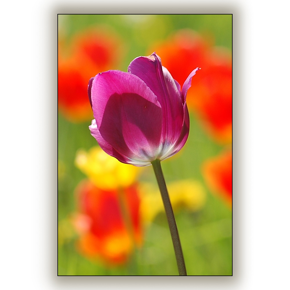 Tulpen aus Berlin