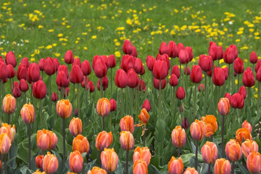 Tulpen aus Davos