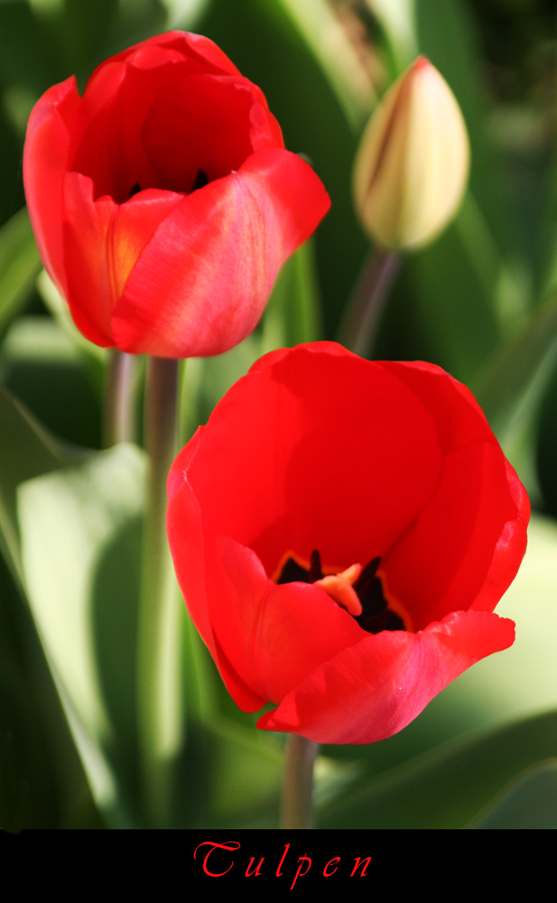 Tulpen aus dem Garten