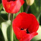 Tulpen aus dem Garten