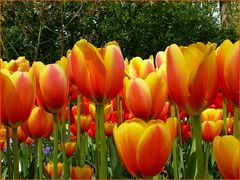 Tulpen aus dem Keukenhof