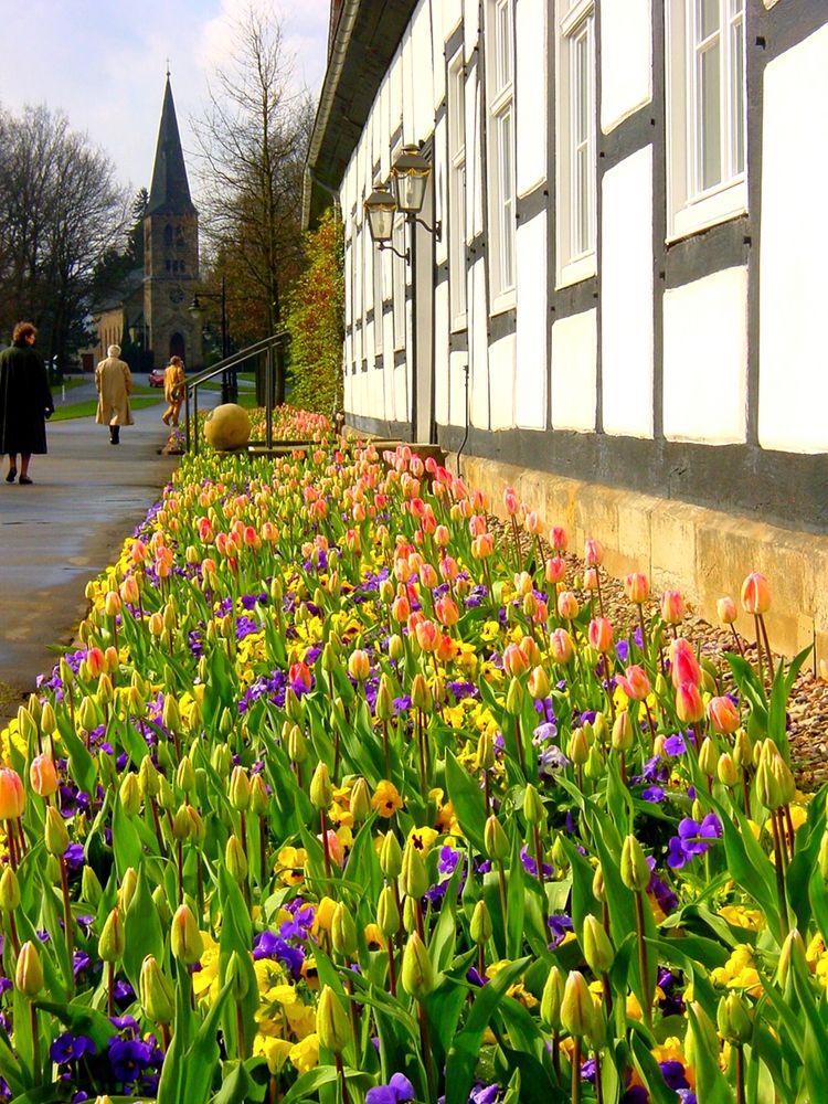 Tulpen aus dem Kurpark