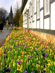 Tulpen aus dem Kurpark