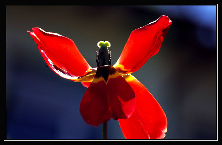 Tulpen aus ... dem tessin