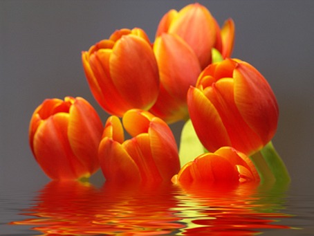 Tulpen aus dem Wasser