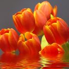 Tulpen aus dem Wasser