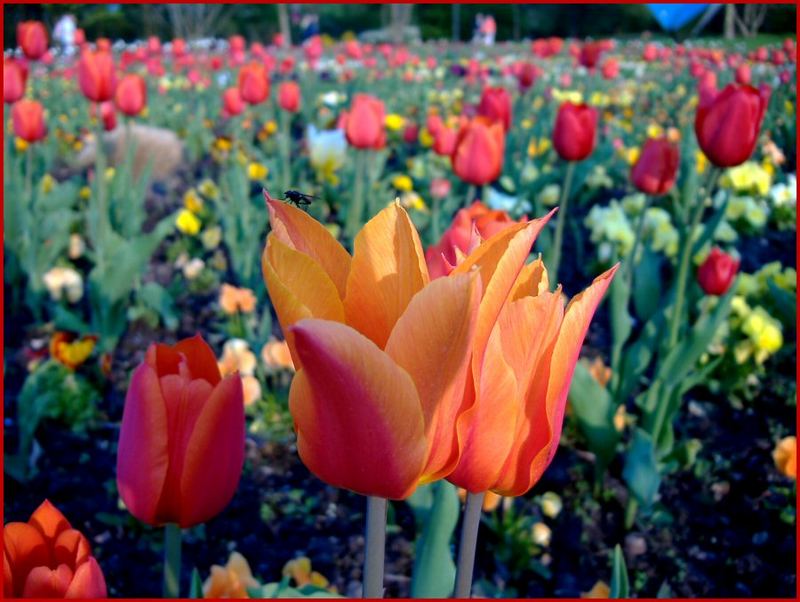 Tulpen aus den Britzergarten