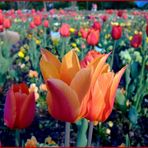 Tulpen aus den Britzergarten