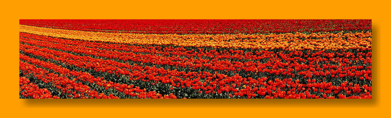 Tulpen aus..........