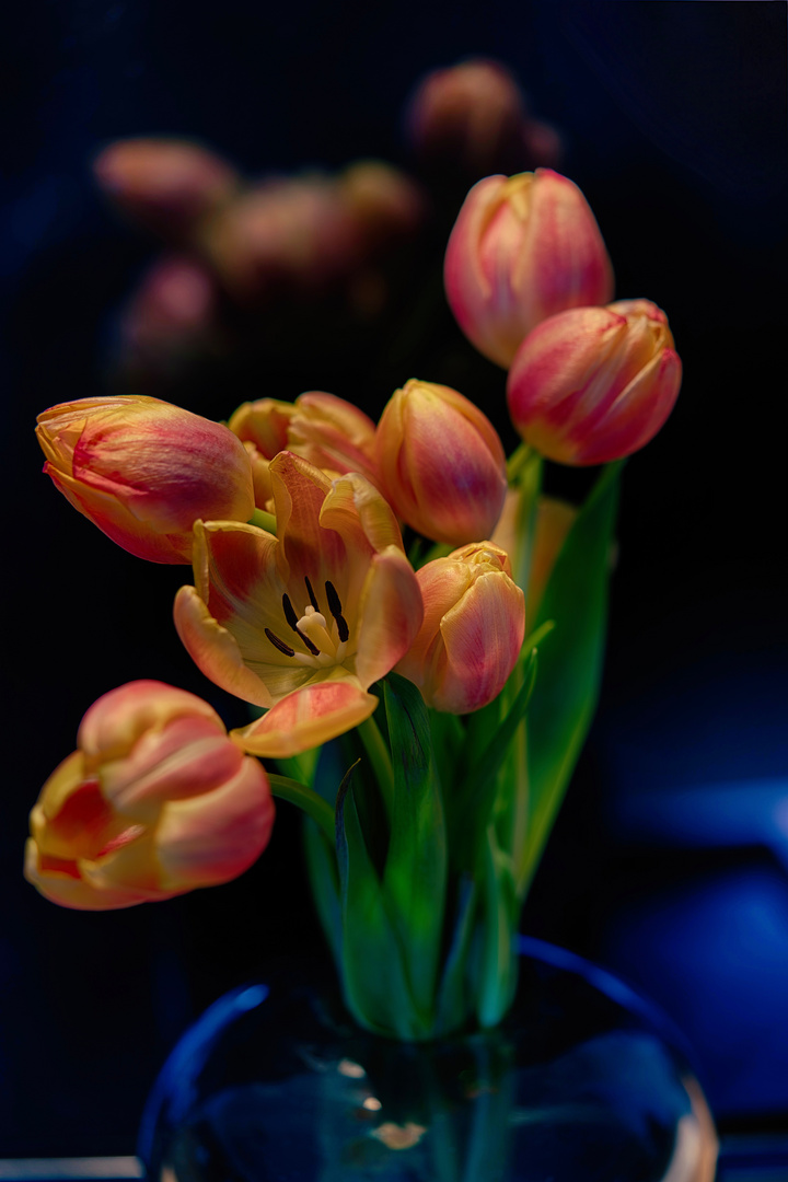 Tulpen aus Gau-Algesheim 