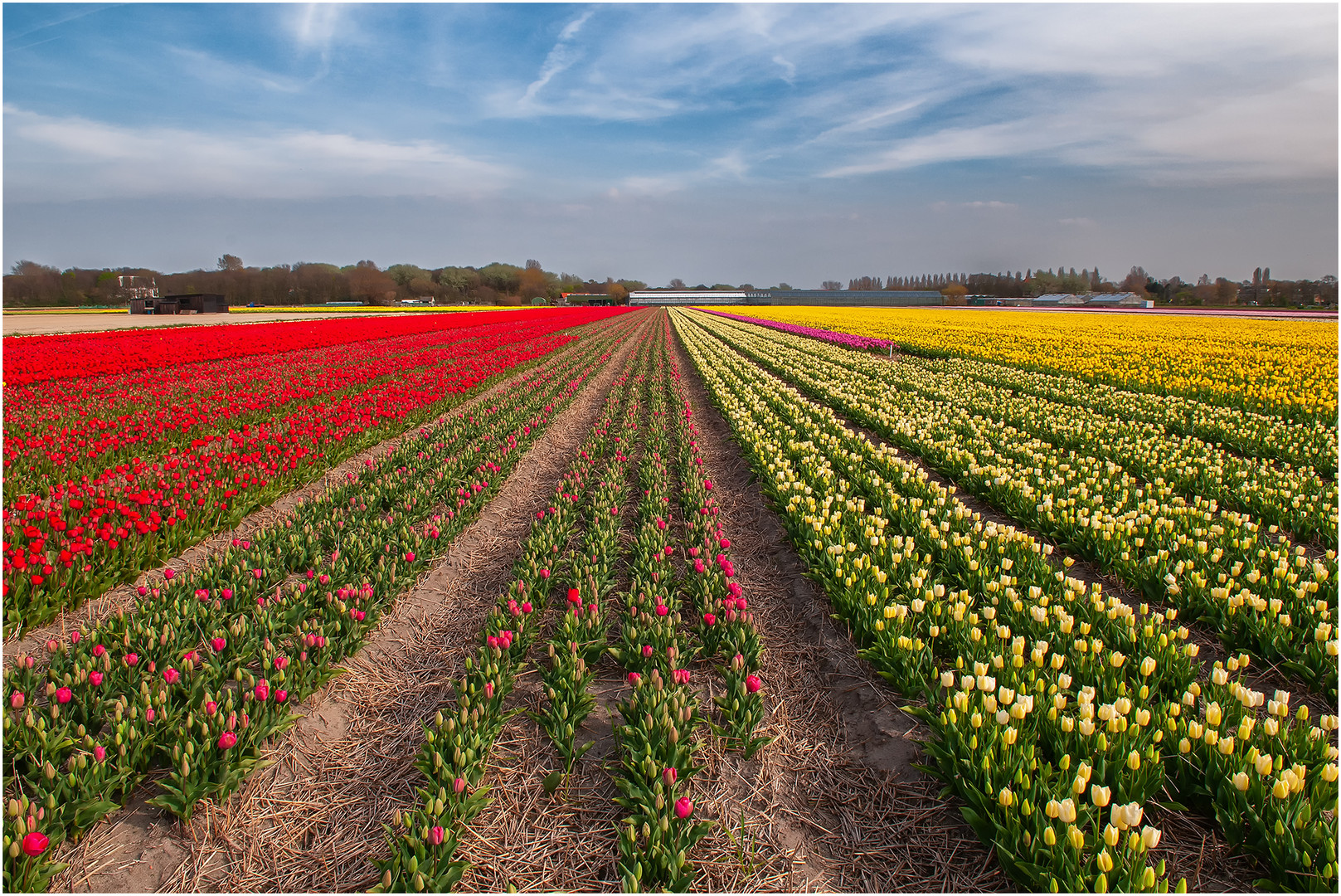 Tulpen aus Holland