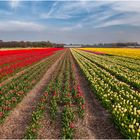 Tulpen aus Holland