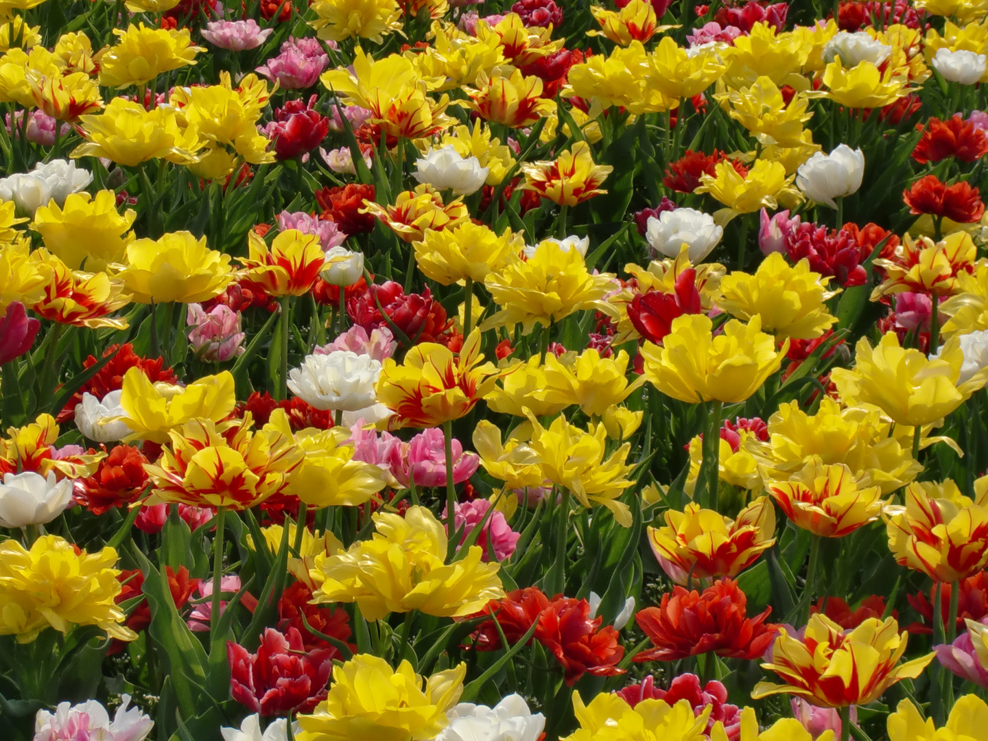 Tulpen aus Holland