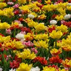 Tulpen aus Holland