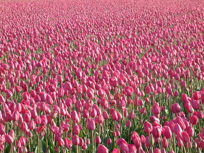 Tulpen aus Holland