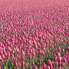 Tulpen aus Holland