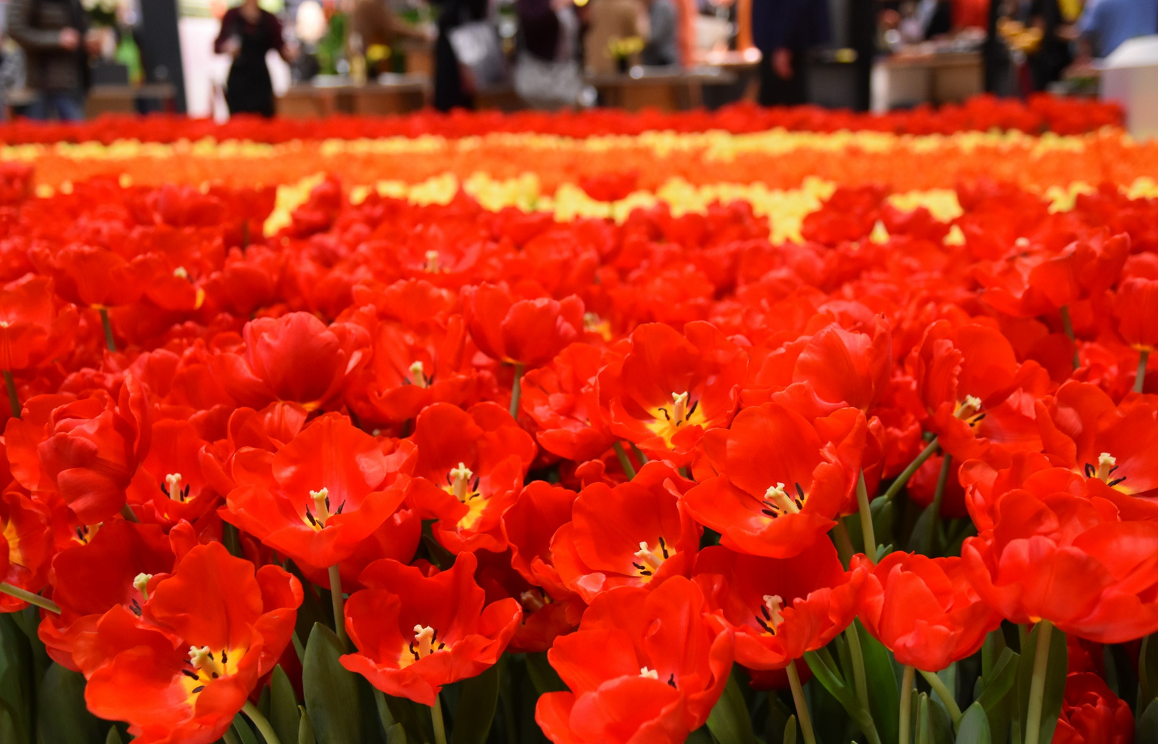 Tulpen aus Holland