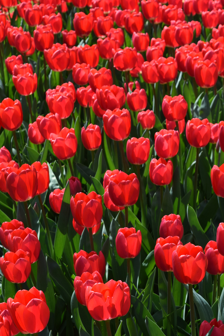 Tulpen aus Holland