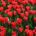 Tulpen aus Holland