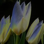 Tulpen aus Holland ?