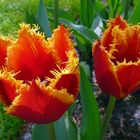 Tulpen aus Holland