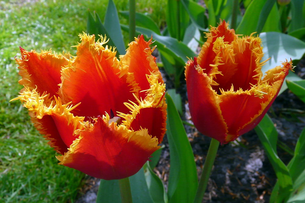 Tulpen aus Holland