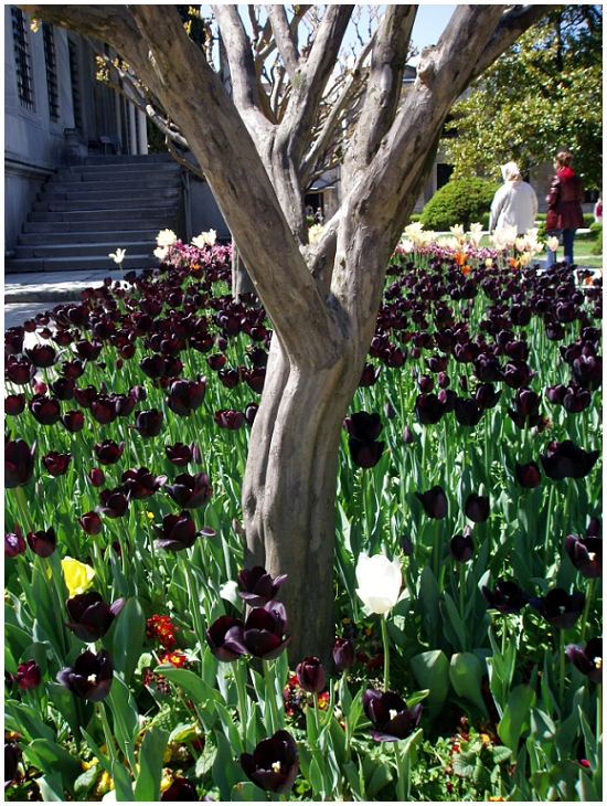 Tulpen aus Istanbul.... im Topkapi