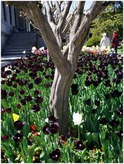 Tulpen aus Istanbul.... im Topkapi