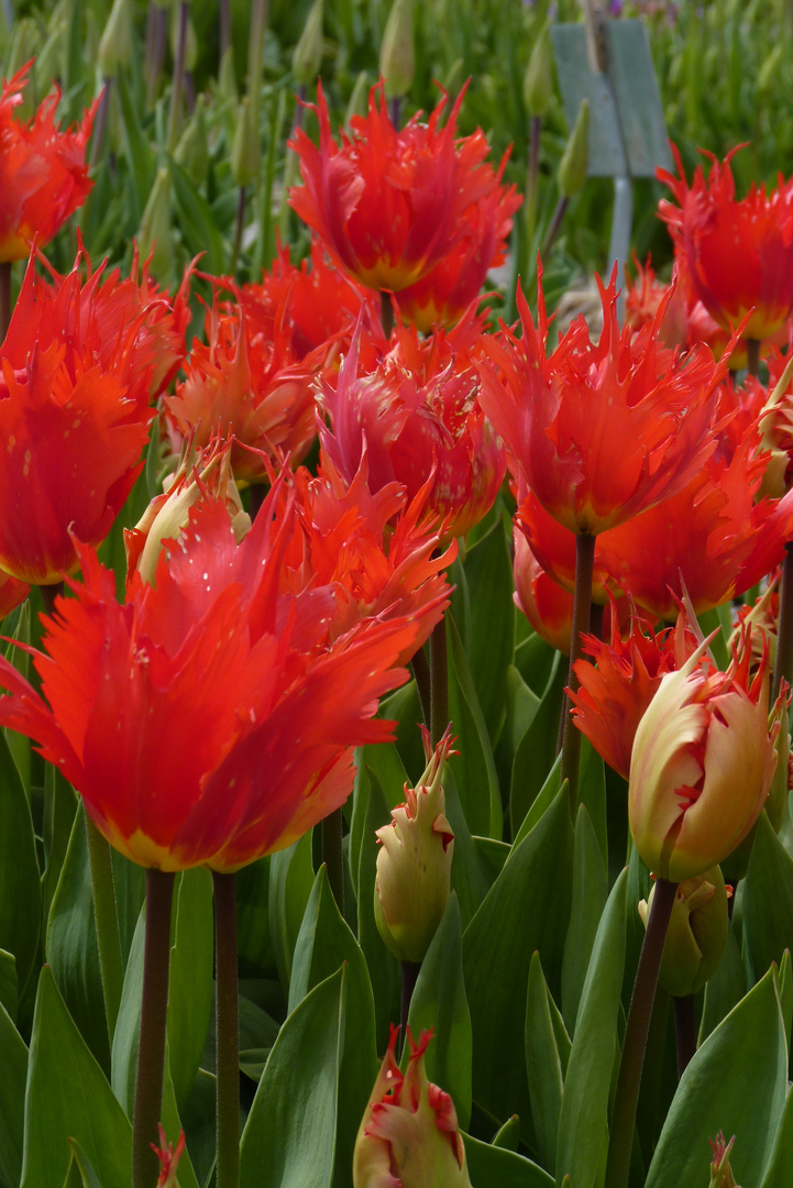 Tulpen aus Julianadorp